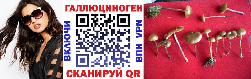 где купить наркоту  Кольчугино  Галлюциногенные грибы Cubensis 