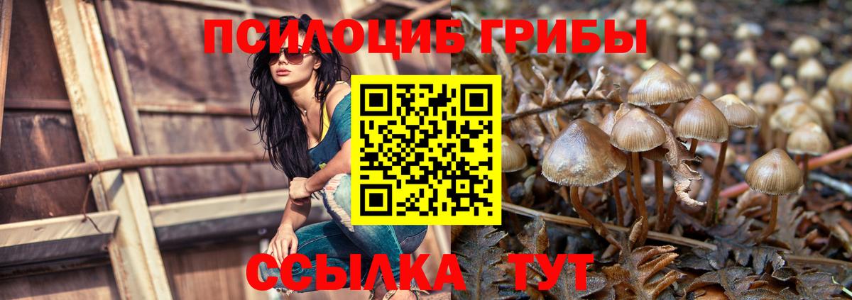 дарнет шоп  Вход с VPN  Кольчугино  Псилоцибиновые грибы MAGIC MUSHROOMS 